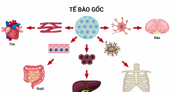 Tế bào gốc - Vua của mọi loại tế bào