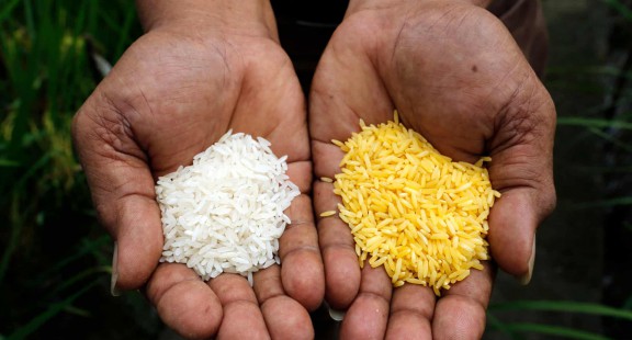 Ngăn chặn gạo biến đổi gene khiến hàng triệu trẻ em bị suy dinh dưỡng và mù lòa