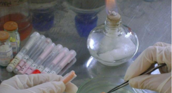 Hoàn thiện công nghệ sản xuất cá cá chim vây vàng quy mô công nghiệp