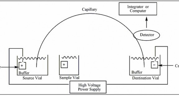 Phương pháp điện di mao quản sử dụng Detector độ dẫn không tiếp xúc và ứng dụng trong phân tích thực phẩm