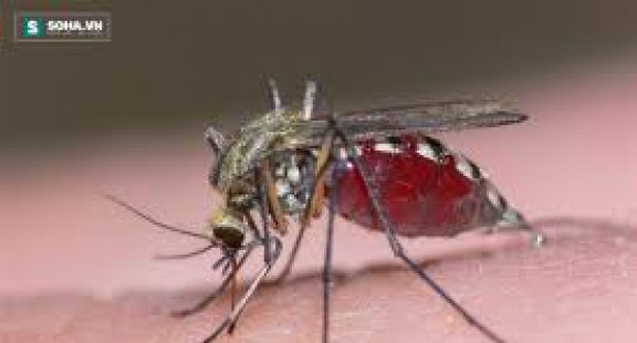 Insulin có thể làm tăng khả năng miễn dịch của muỗi đối với vi rút West Nile