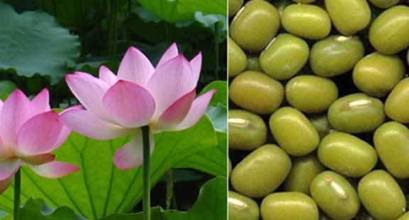 Khoa học Việt tách chất quý từ lá sen, đậu xanh giúp giảm cholesterol máu