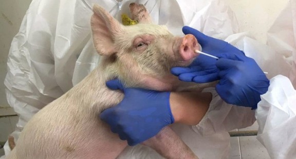Trung Quốc phát hiện chủng virus cúm mới có thể gây đại dịch