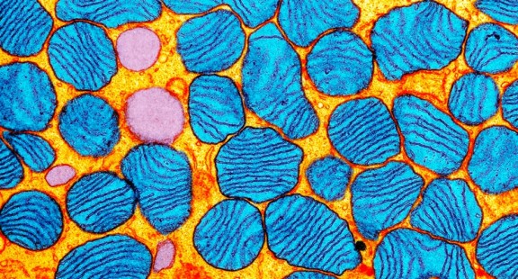 Công cụ chỉnh sửa gen mới điều chỉnh các đột biến trong DNA ty thể