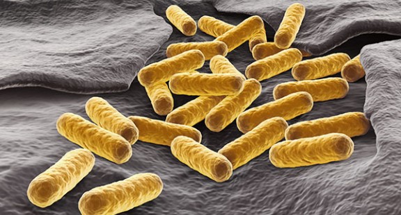 Chiến đấu với E.coli bằng E.coli