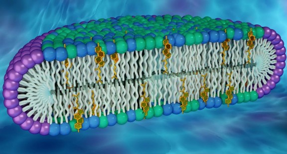 Mô hình màng tế bào mới có thể là chìa khóa để khám phá các tính năng protein mới
