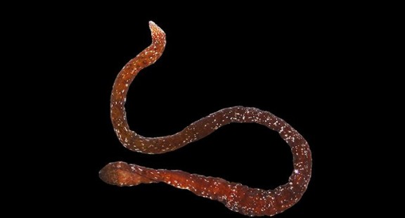 Phát hiện loài giun ruy băng đầu tiên ở Caribean