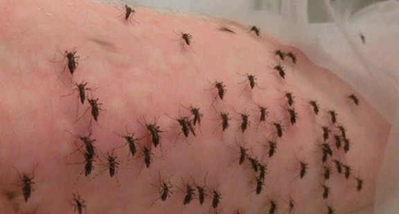 Kỷ lục: Nhà nghiên cứu cho 5.000 con muỗi đốt trong một ngày vì khoa học