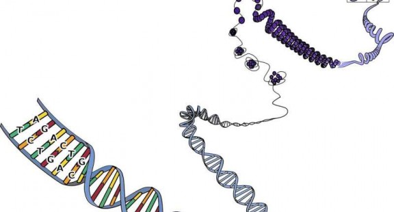 Mô hình 3D mới của phức hợp điều hòa DNA trong tế bào người chỉ ra những manh mối về ung thư