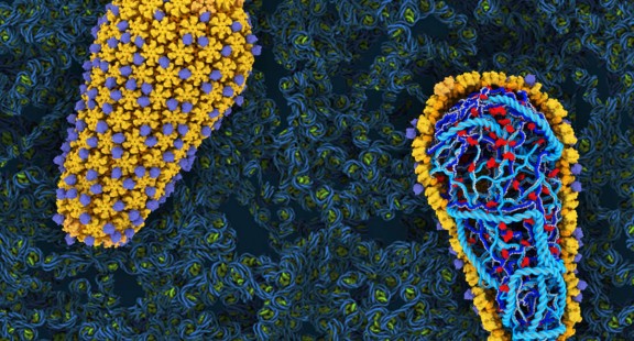 Tái tạo cách thức lây nhiễm của virus HIV trong ống nghiệm