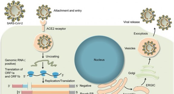 Dò theo virus SARS-CoV-2 với trình tự hệ gene