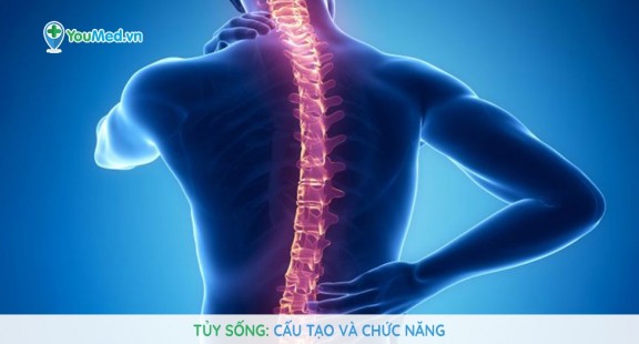 Những liệu pháp chữa tủy sống đầy hứa hẹn