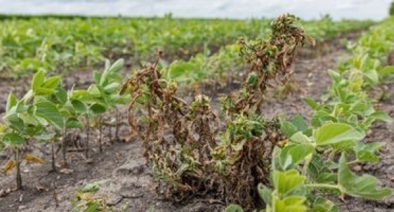Kỹ thuật mới để chẩn đoán nhanh cỏ dại kháng thuốc diệt cỏ
