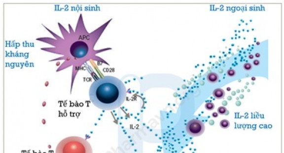 Tiêu diệt ung thư với liệu pháp miễn dịch Interleukin-2 (IL-2)