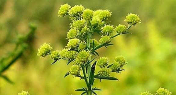 Kết hợp Artermisinin với Aspirian: Hướng đi mới trong bào chế thuốc hỗ trợ điều trị ung thư?