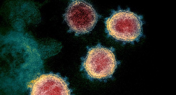 Vaccine COVID-19 ADN hiệu quả trên chuột và chuột đồng