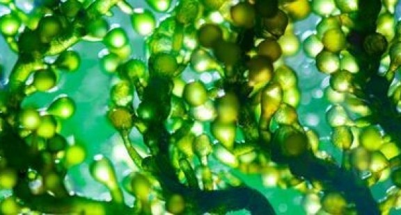 ‘Nhà máy thực vật phù du’ — từ chất dinh dưỡng đến sự phát triển của tảo