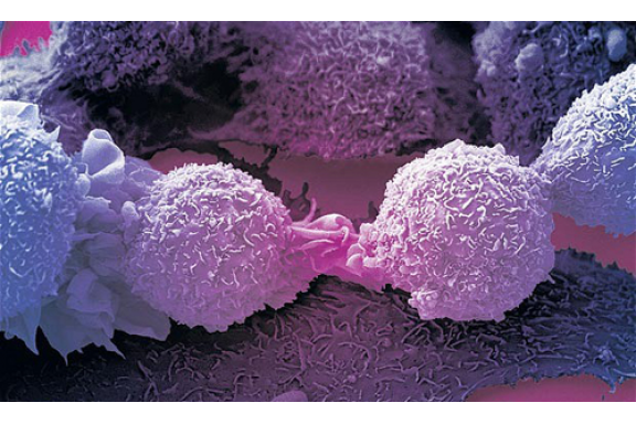 Biến tế bào ung thư thành tế bào thường