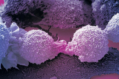 Biến tế bào ung thư thành tế bào thường