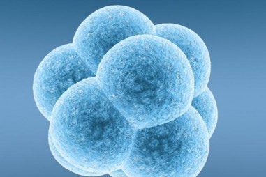 Chuyển đổi tế bào bình thường thành tế bào gốc