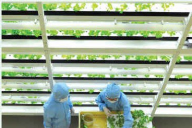Mô hình thử nghiệm trồng rau công nghệ cao của Nhật Bản