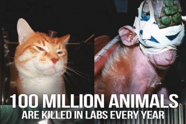 5 thí nghiệm tàn nhẫn đến rơi nước mắt trên động vật vẫn đang diễn ra mỗi ngày