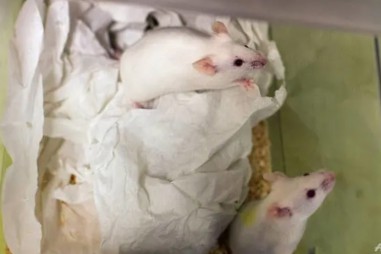 Các nhà khoa học Nhật Bản sẽ thử nghiệm nuôi cấy cơ quan người trên động vật