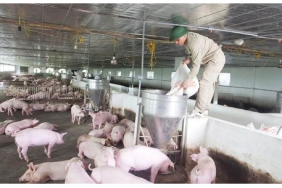 Hải Phòng không “bế quan tỏa cảng” với lợn giống ngoại tỉnh