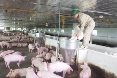 Hải Phòng không “bế quan tỏa cảng” với lợn giống ngoại tỉnh