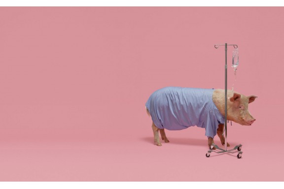 3 năm nữa, tim lợn có thể dùng để cấy ghép cho người?