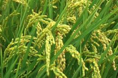 Bí mật của tạo hóa: “Tỷ lệ vàng” trong quy luật đẻ nhánh của cây lúa