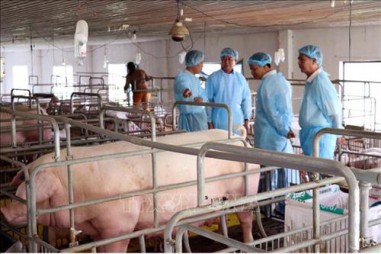 Địa phương cuối cùng xuất hiện dịch bệnh tả lợn châu Phi