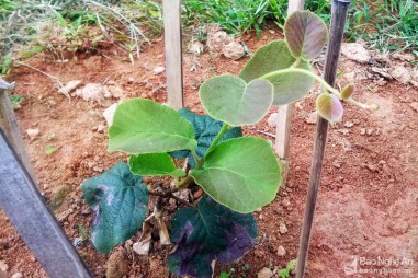 Kỳ Sơn trồng thử nghiệm cây kiwi