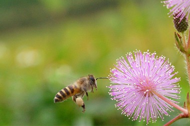 Thí nghiệm khoa học độc đáo cho thấy: Hoa có thể nghe thấy tiếng của ong