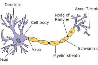 Hợp chất mới thúc đẩy chữa lành myelin trong các rối loạn hệ thần kinh