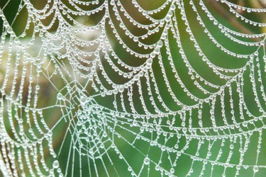 Tơ nhện nhân tạo với 98% làm từ nước bền chắc hơn thép