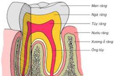 Phát hiện cấu trúc đặc biệt trong men răng con người