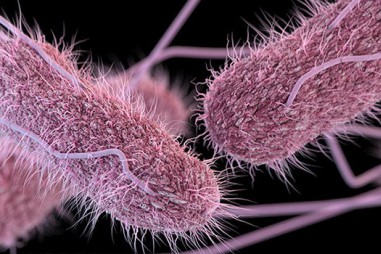 Vi khuẩn đang thay đổi hình dạng để tránh kháng sinh