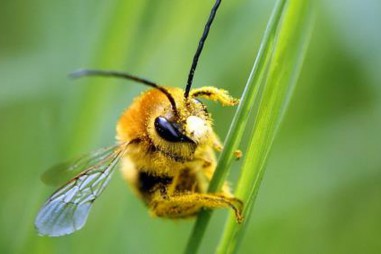 Thuốc trừ sâu đang làm suy giảm quần thể các loài ong