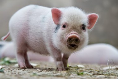 Sử dụng da lợn chứa tế bào sống để điều trị tổn thương bỏng ở người