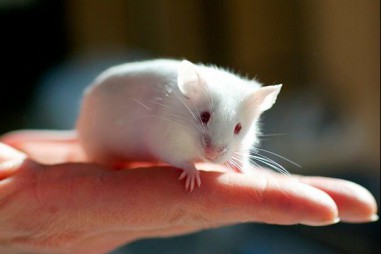 Độc chẩt học và phương pháp thử độc tính trên động vật thí nghiệm
