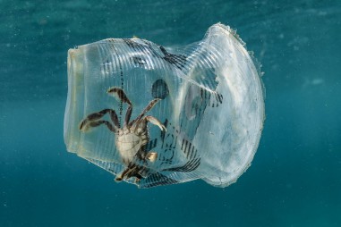 Nhựa đang gây hại cho sinh vật biển, con người ra sao?