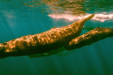 Cá voi: giải pháp của tự nhiên đối với biến đổi khí hậu