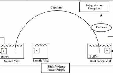 Phương pháp điện di mao quản sử dụng Detector độ dẫn không tiếp xúc  và ứng dụng trong phân tích thực phẩm