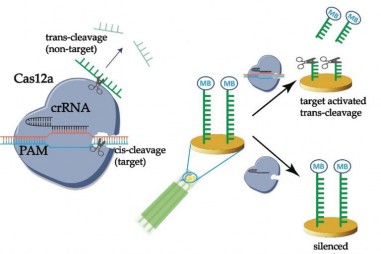 Công cụ chỉnh sửa gene CRISPR trong chẩn đoán bệnh