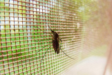 Loại màn vừa an toàn với người, vừa tiêu diệt muỗi