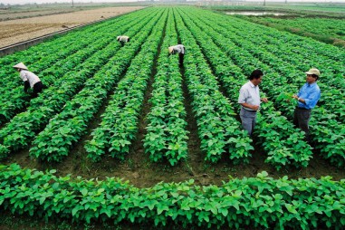 Nông nghiệp hữu cơ: Giải bài toán ‘thiếu chuẩn’