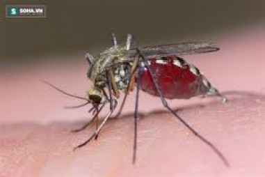 Insulin có thể làm tăng khả năng miễn dịch của muỗi đối với vi rút West Nile