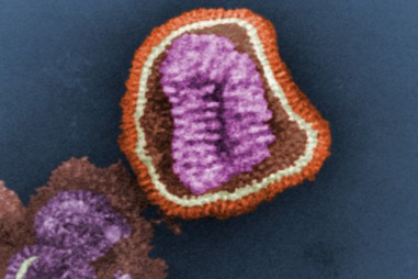 Tìm ra cấu trúc protein giúp cúm B xâm nhập vào tế bào