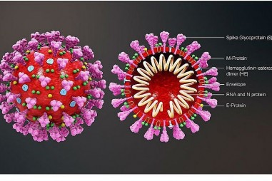 Việt Nam có hơn 200 công bố khoa học về dịch bệnh do vi rút corona chủng mới